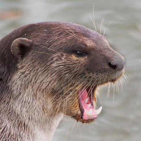 Snarling otter