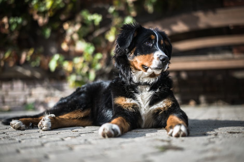 Dog building a website